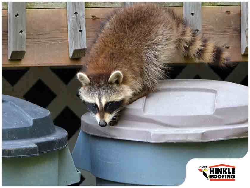 Stop Raccoons From Climbing Your Downspouts